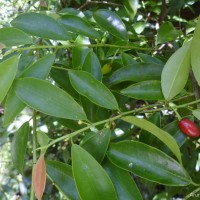 Erythroxylum zeylanicum O.E.Schulz